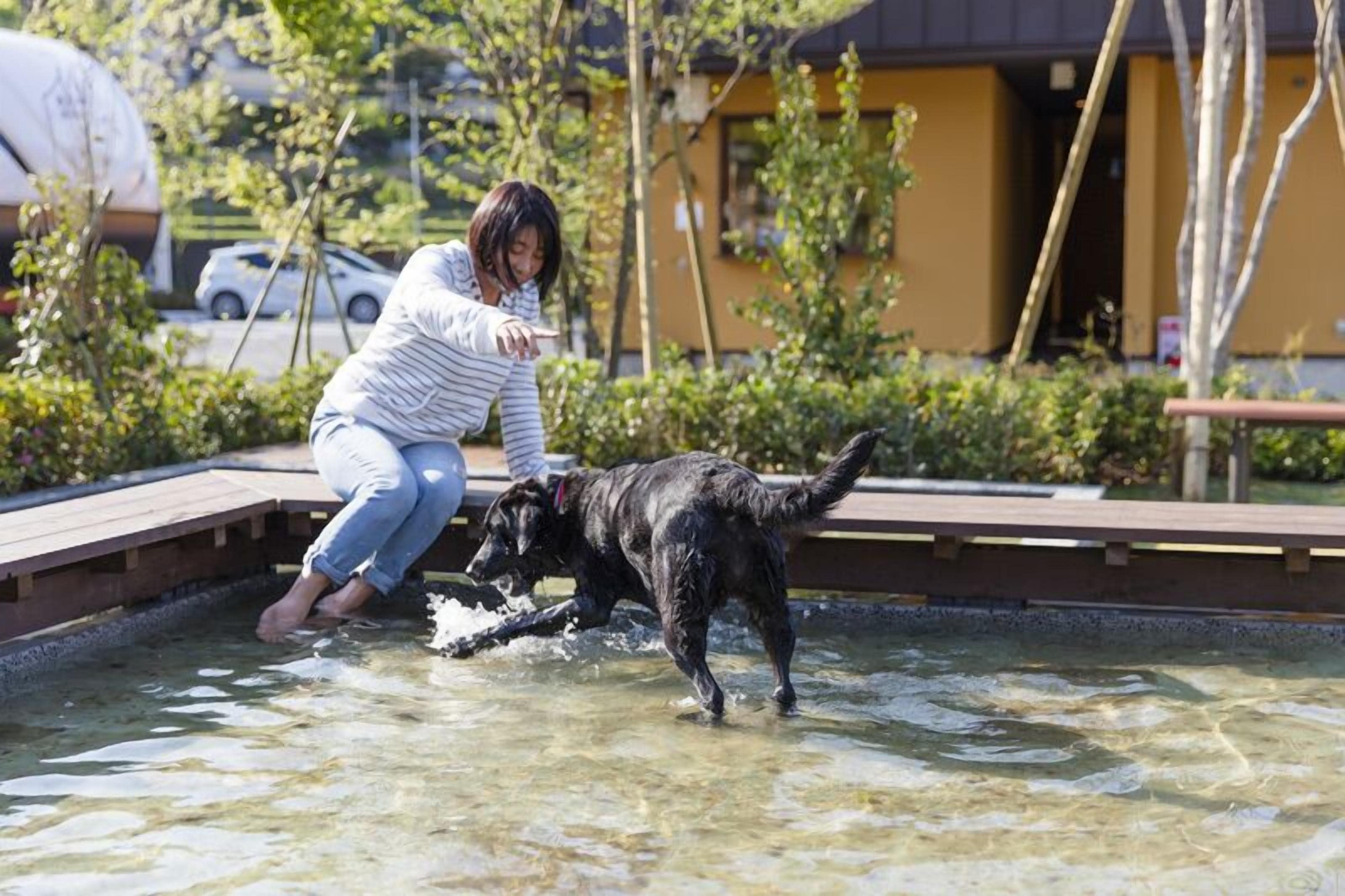 A person and a dog playing in a shallow water area with a wooden deck and greenery in the background.