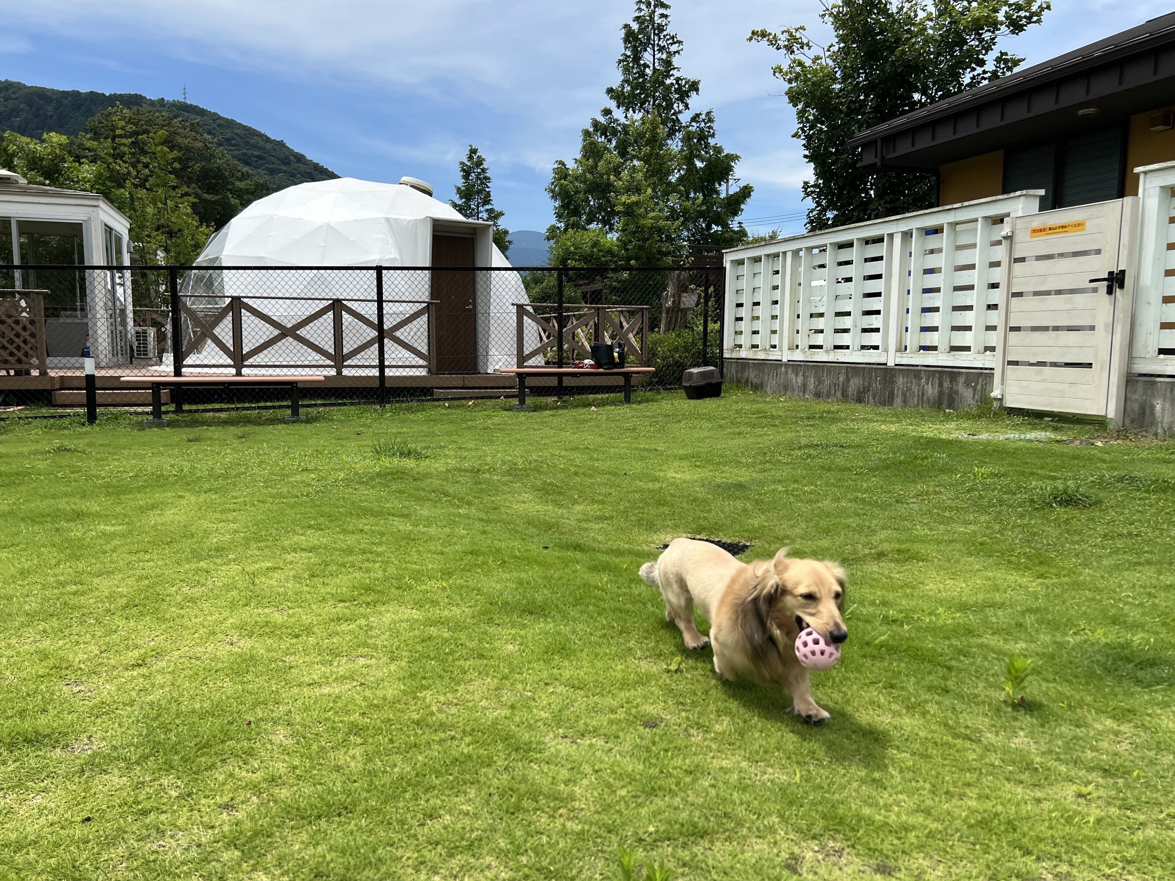 A dog walking in a grassy area with a white dome structure and a white fence in the background.