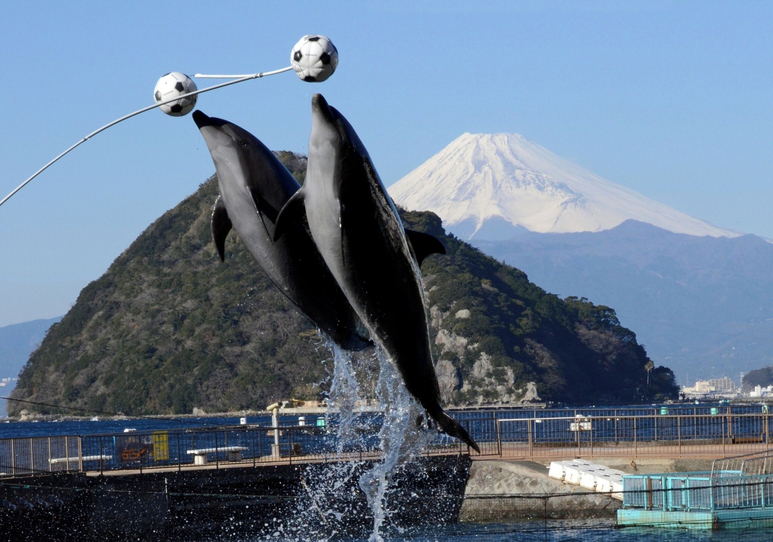 Dolphins performing tricks with a soccer ball in a pool with a mountain in the background.