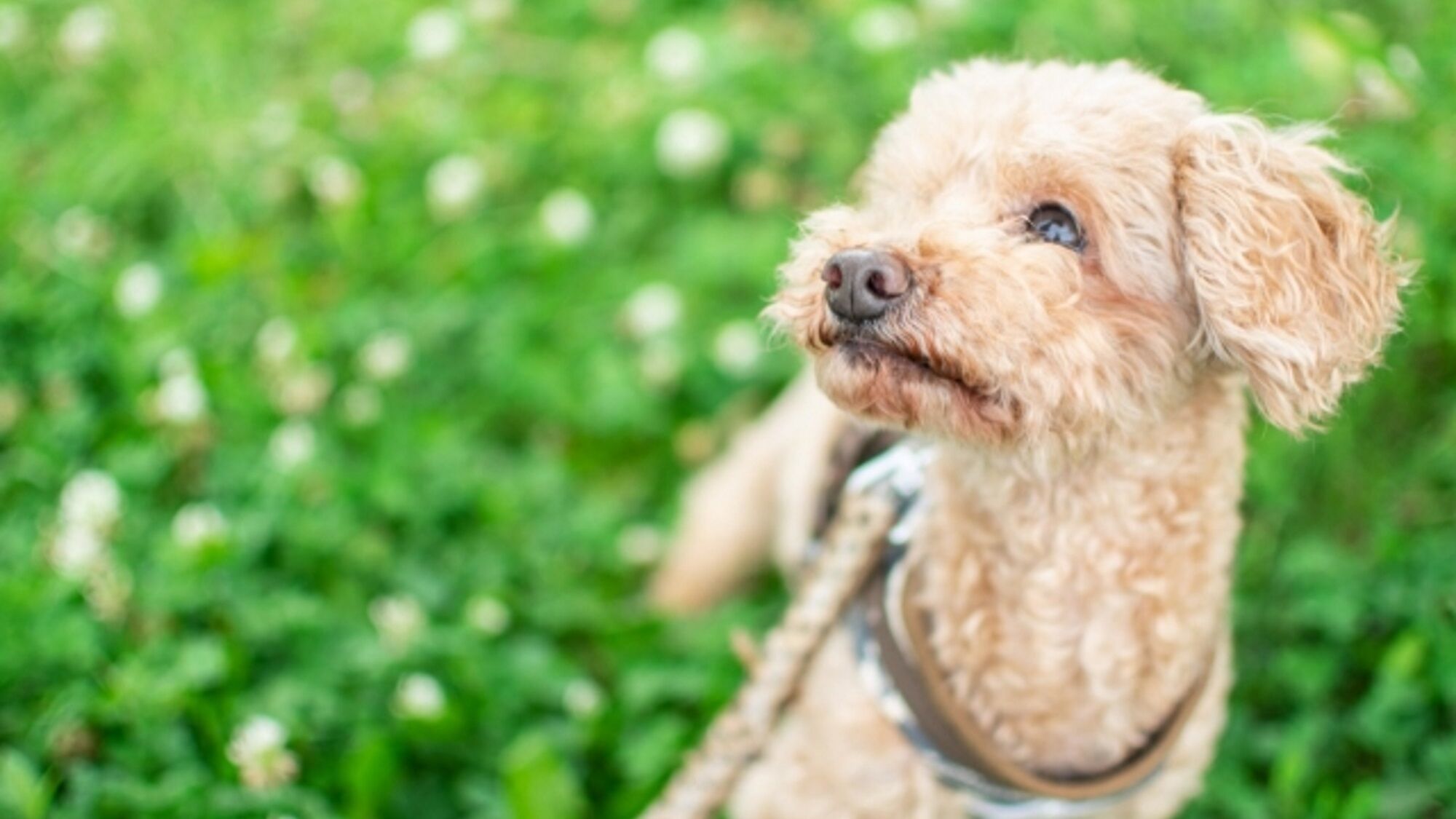 Pet-friendly