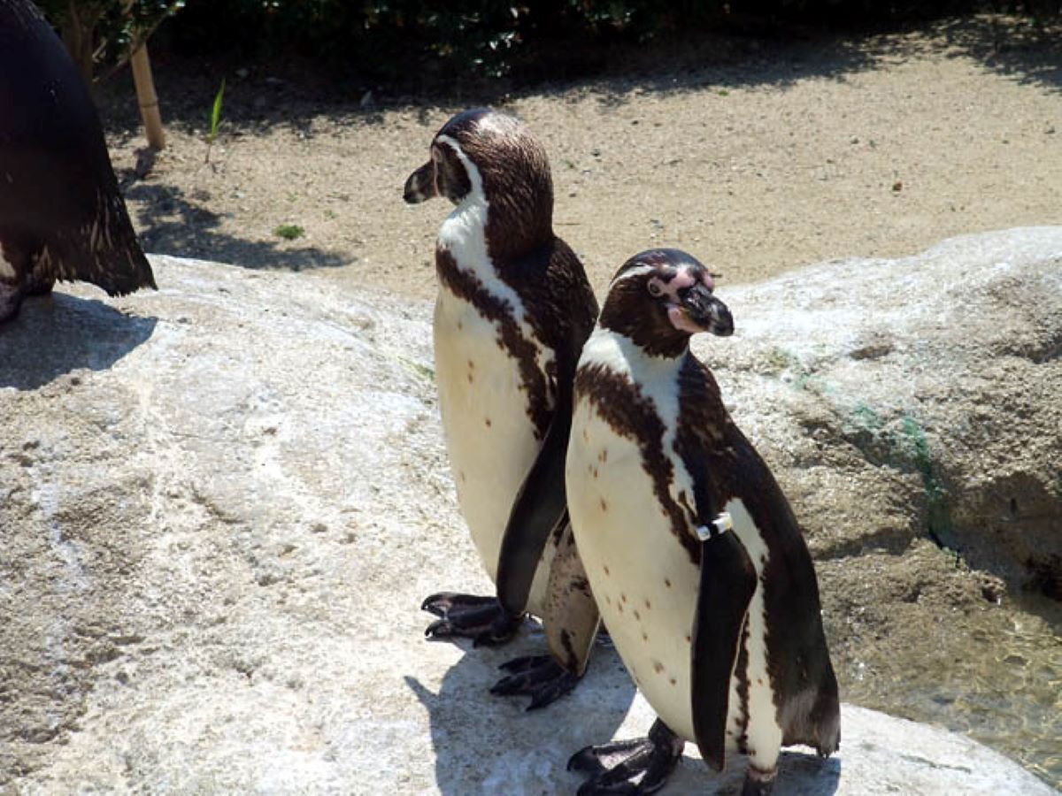 Two penguins standing on a rocky surface.