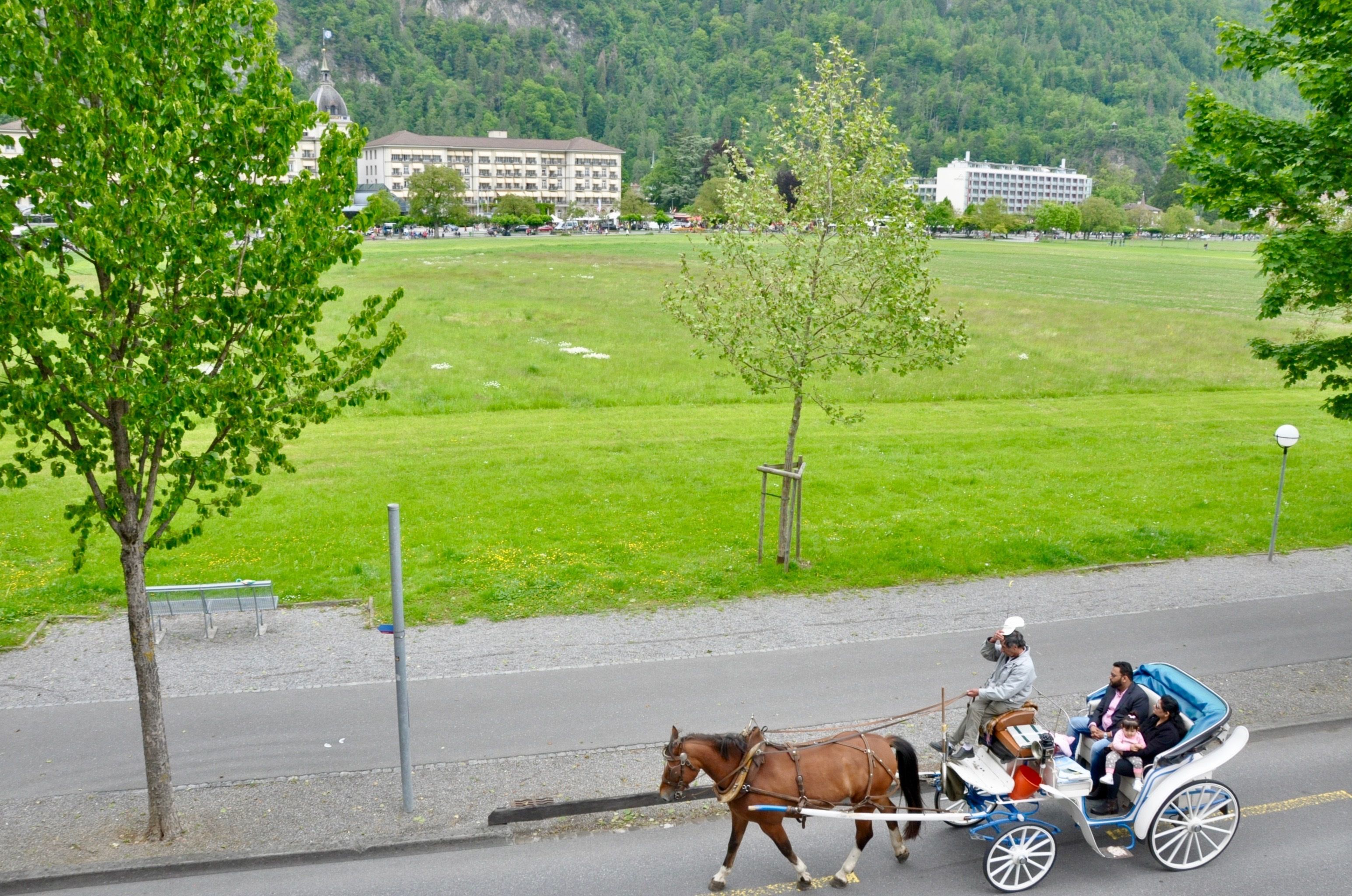 A horse-drawn carriage on a paved road with a grassy field and buildings in the background.