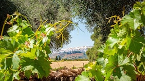 A vineyard with grapevines in the foreground and a distant view of a cityscape. - La Casa del Torero (Vejer de la Frontera)
