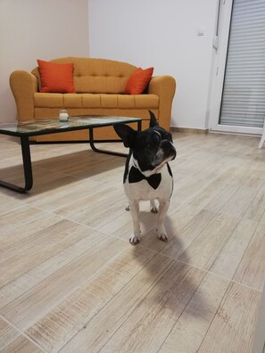 Pet-friendly
