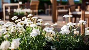 Un jardín con flores blancas y mobiliario de madera.