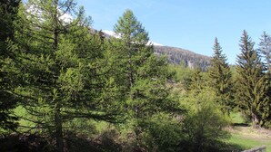 Une zone boisée avec de grands arbres à feuilles persistantes et une montagne en arrière-plan.