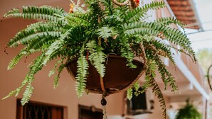 Una planta de helecho colgante en una cesta tejida, suspendida del techo.