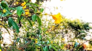 Un jardín con flores amarillas y muebles de mimbre blanco.