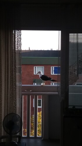 Asunto Lidingöllä ..