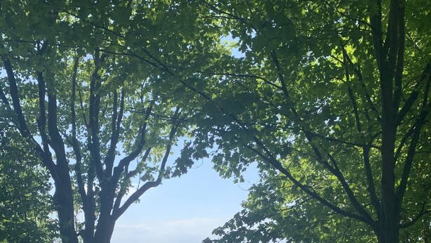 A pathway leading to a viewing deck overlooking a body of water, surrounded by trees. - Lake Michigan is only a short 1 minute walk away! (Macatawa)