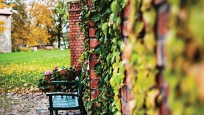 Un banco frente a un muro de ladrillo cubierto de hiedra, una chimenea de ladrillo y un área verde con árboles al fondo.