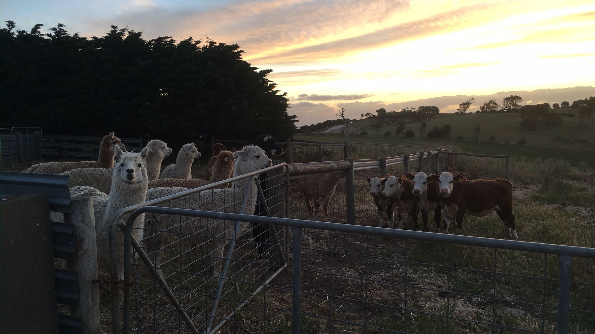 Un espace clos où l’on peut voir des alpagas et des vaches, une porte en métal et, au loin, un paysage vallonné.