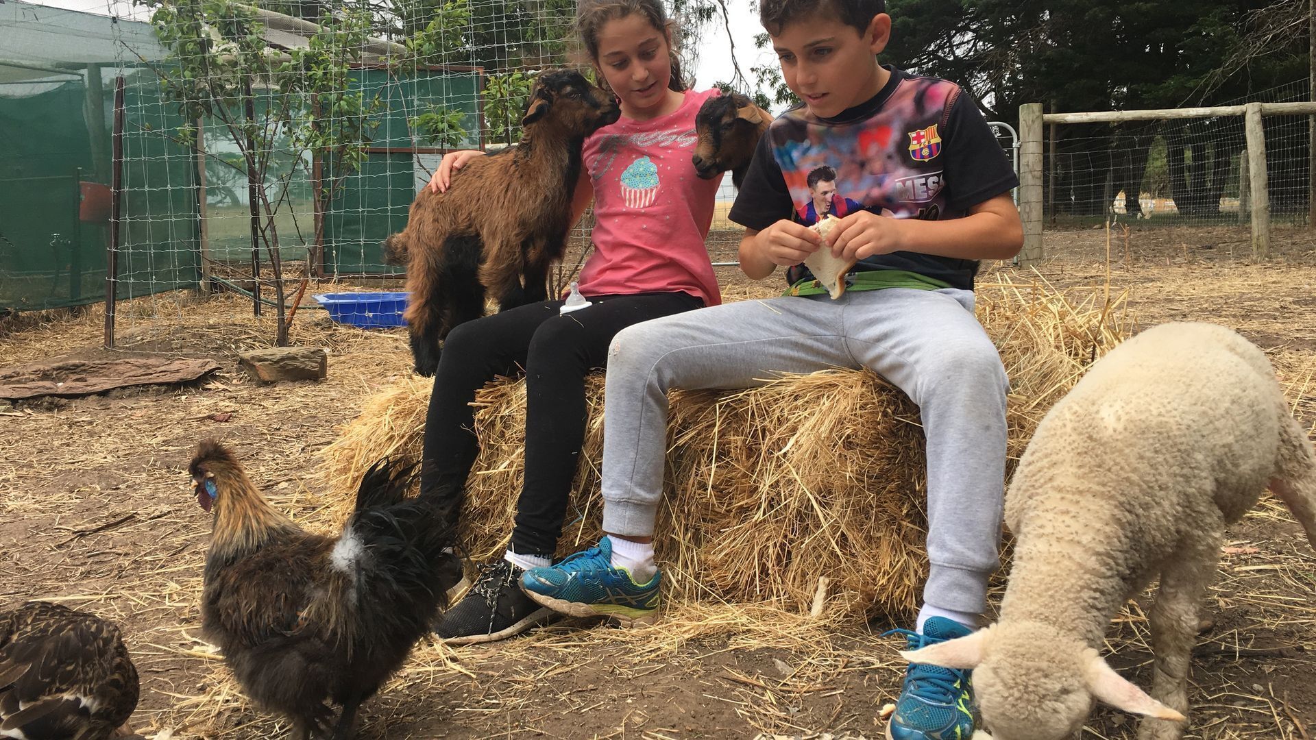 A group of people interacting with farm animals in an outdoor setting with hay bales and a fenced area.
