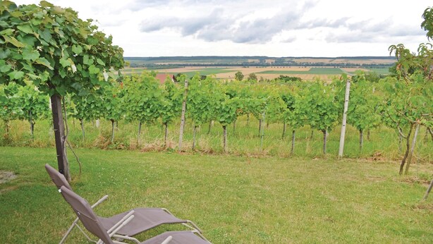 Een wijngaard met rijen druivenstruiken en een gazon met twee ligstoelen.