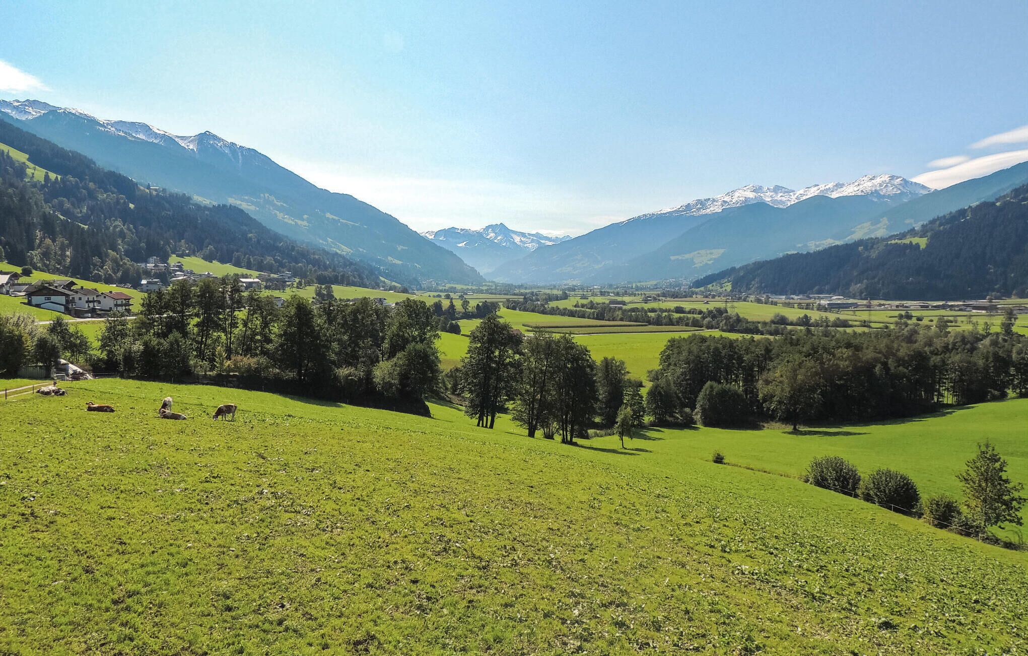 Ländliche Landschaft mit grünen Feldern, vereinzelten Bäumen und fernen Bergen.