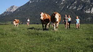 A group of people in a grassy field with cows and mountains in the background. - Vacation apartment Sunnseitn for 4 persons, 2 bedrooms, 2 balconies, 54 sqm (Inzell)
