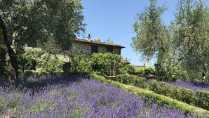 A stone building with a tiled roof surrounded by lush greenery and lavender fields. - Stunning private villa with WIFI, private pool, TV, patio and panoramic view, close to Lucca (Santo Stefano)