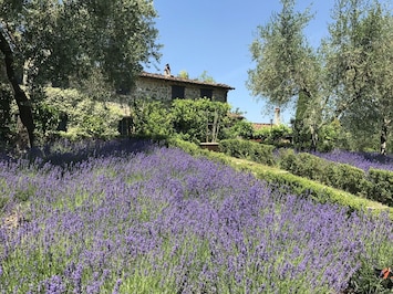 Building Exterior, Garden
