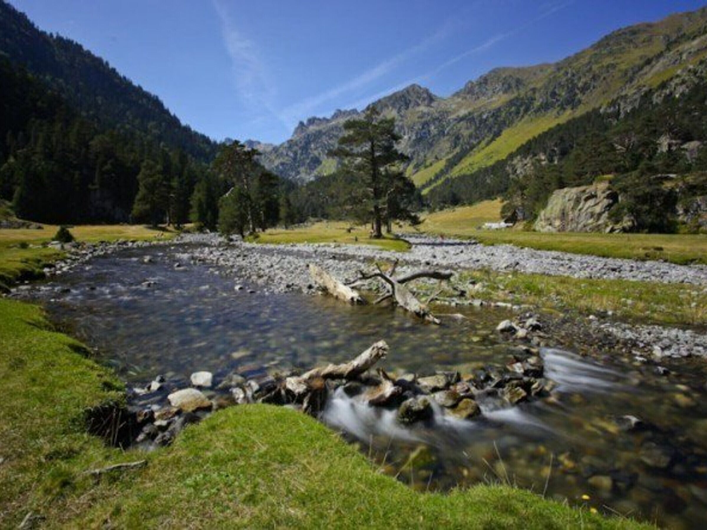 A clear mountain stream with a fallen tree in the foreground, surrounded by grassy areas and dense forests.