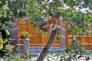 Property grounds - Holiday apartment in Vale with large terrace (Vale)