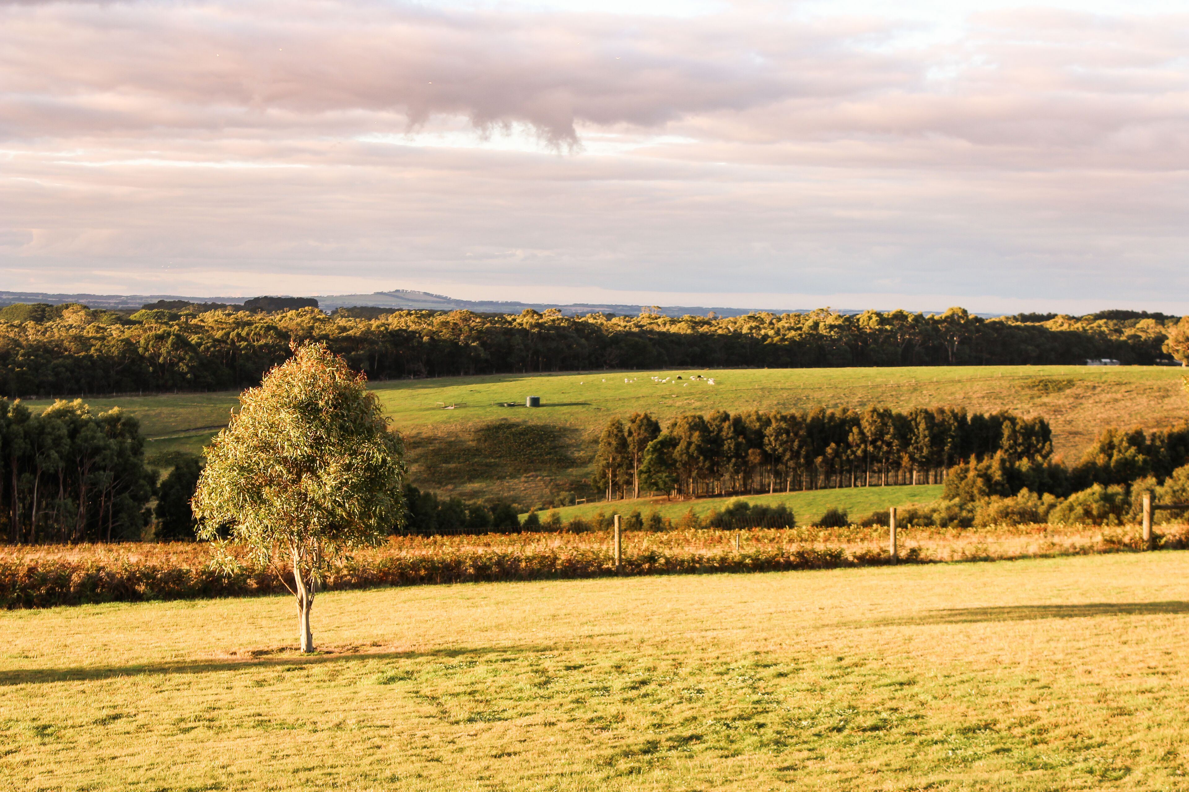 A rural landscape with a single tree in the foreground, a fenced field, and a distant tree line under a cloudy sky.