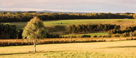 A rural landscape with a single tree in the foreground, a fenced field, and a distant tree line under a cloudy sky.