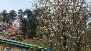 A building with a green roof and multiple windows, surrounded by dense vegetation and flowering trees. - Mountain Top View Homestay (Banjar)