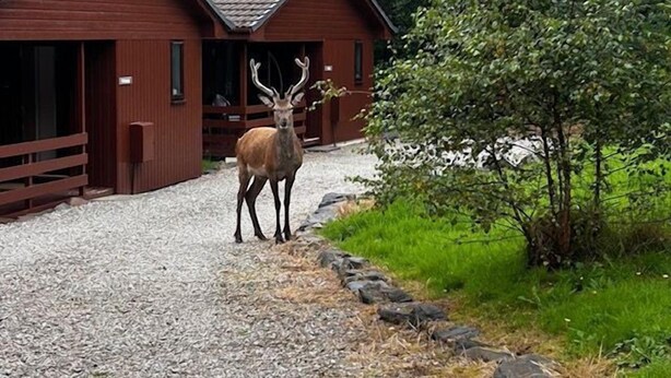 A building with a gravel driveway and a deer standing in front.