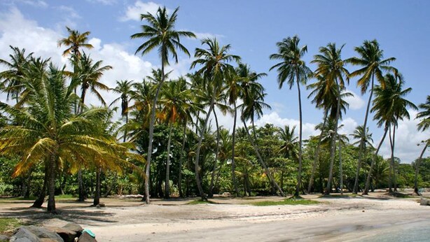 A beach with palm trees and a clear sky. - Country house in Guadeloupe (Capesterre Belle Eau)