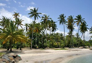 A beach with palm trees and a clear sky. - Country house in Guadeloupe (Capesterre Belle Eau)