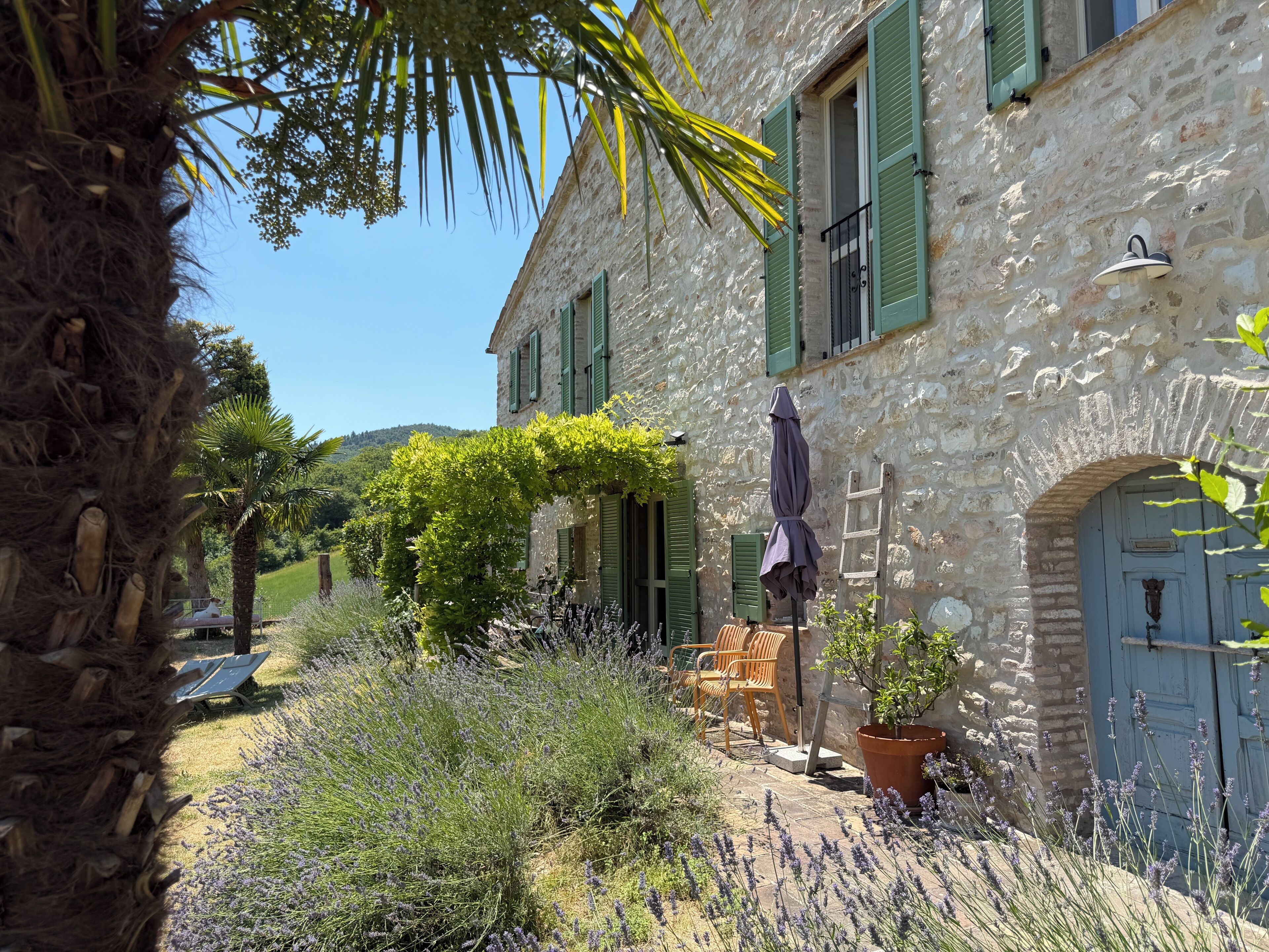 A stone building with green shutters, a door, and a small garden with lavender.