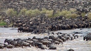 A large herd of wildebeests and zebras crossing a river.