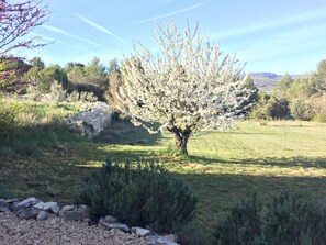 Property grounds - Small Typical Provencal House with Pool in Luberon (Caseneuve)