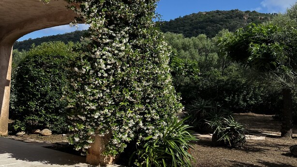 A landscaped garden with a variety of shrubs and trees, a paved walkway, and a view of a hill in the background.