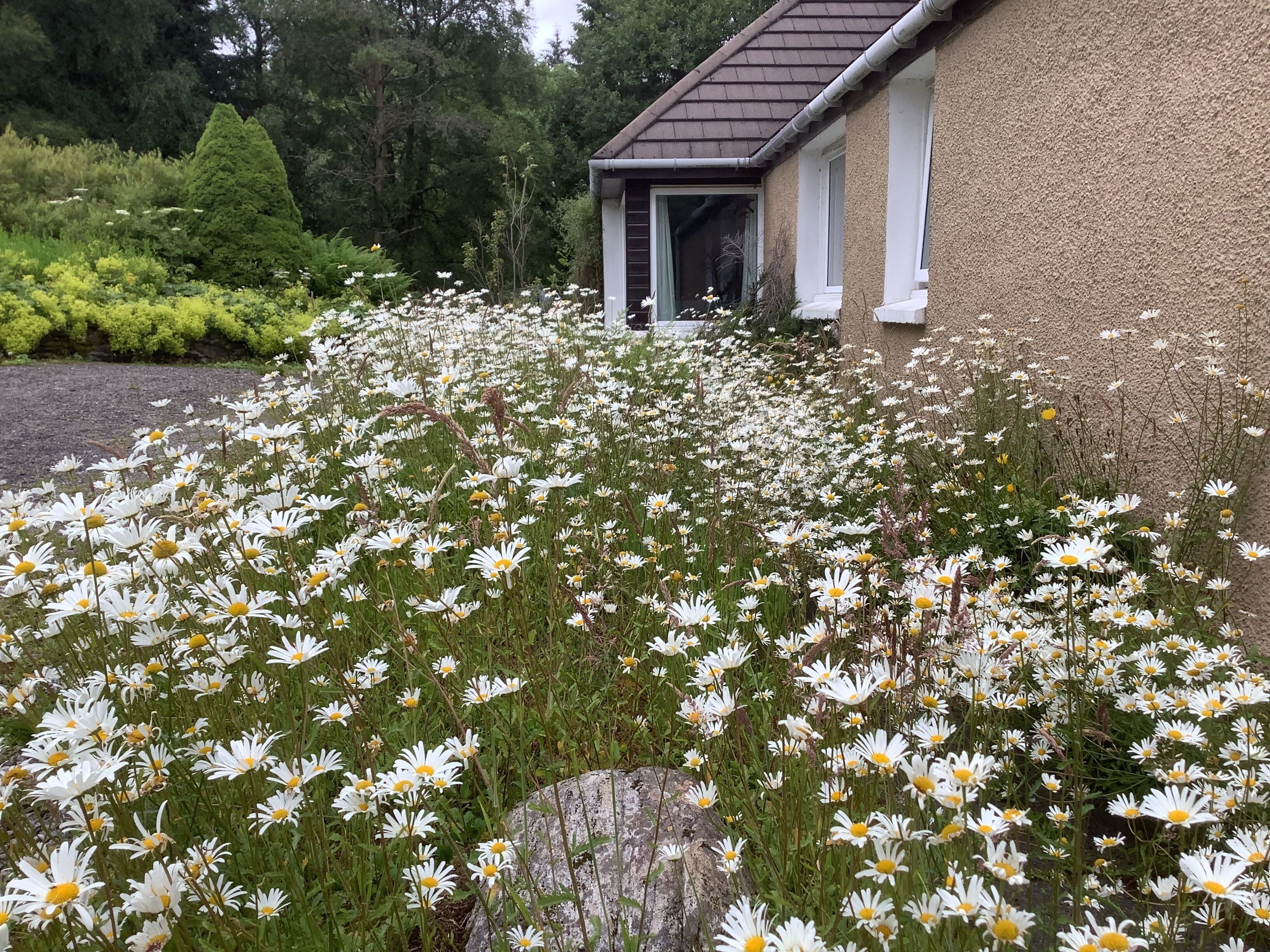 A house with a garden full of white daisies.