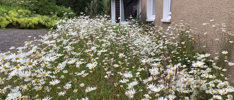Ett hus med en trädgård full av vita prästkragar.