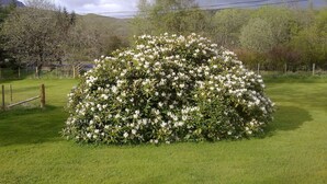 A well-maintained garden with a large flowering shrub in the center.