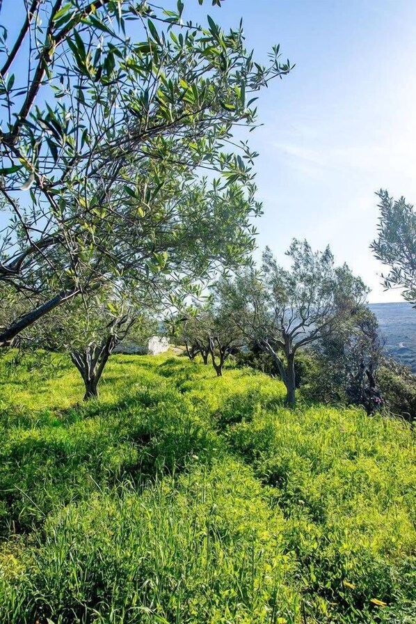 A lush green landscape with olive trees and a clear sky.