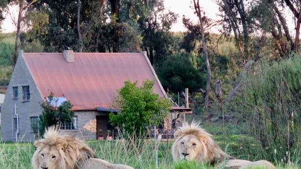 Two lions lying in a grassy field with a house in the background.