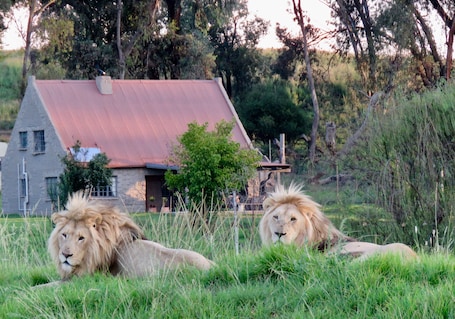 Exterior. Lion House @ggconservation for lion and nature lovers