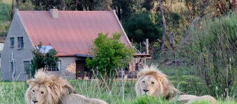 Lion House @ggconservation for lion and nature lovers
