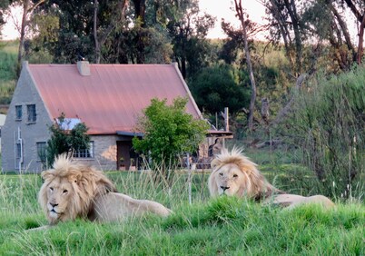 Lion House @ggconservation for lion and nature lovers