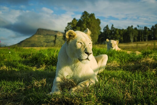 Un león blanco descansando en un campo herboso con árboles y una montaña al fondo.