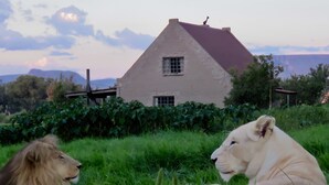 Two lions in a grassy area with a house in the background.