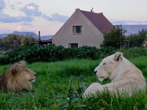 Lion House @ggconservation for lion and nature lovers