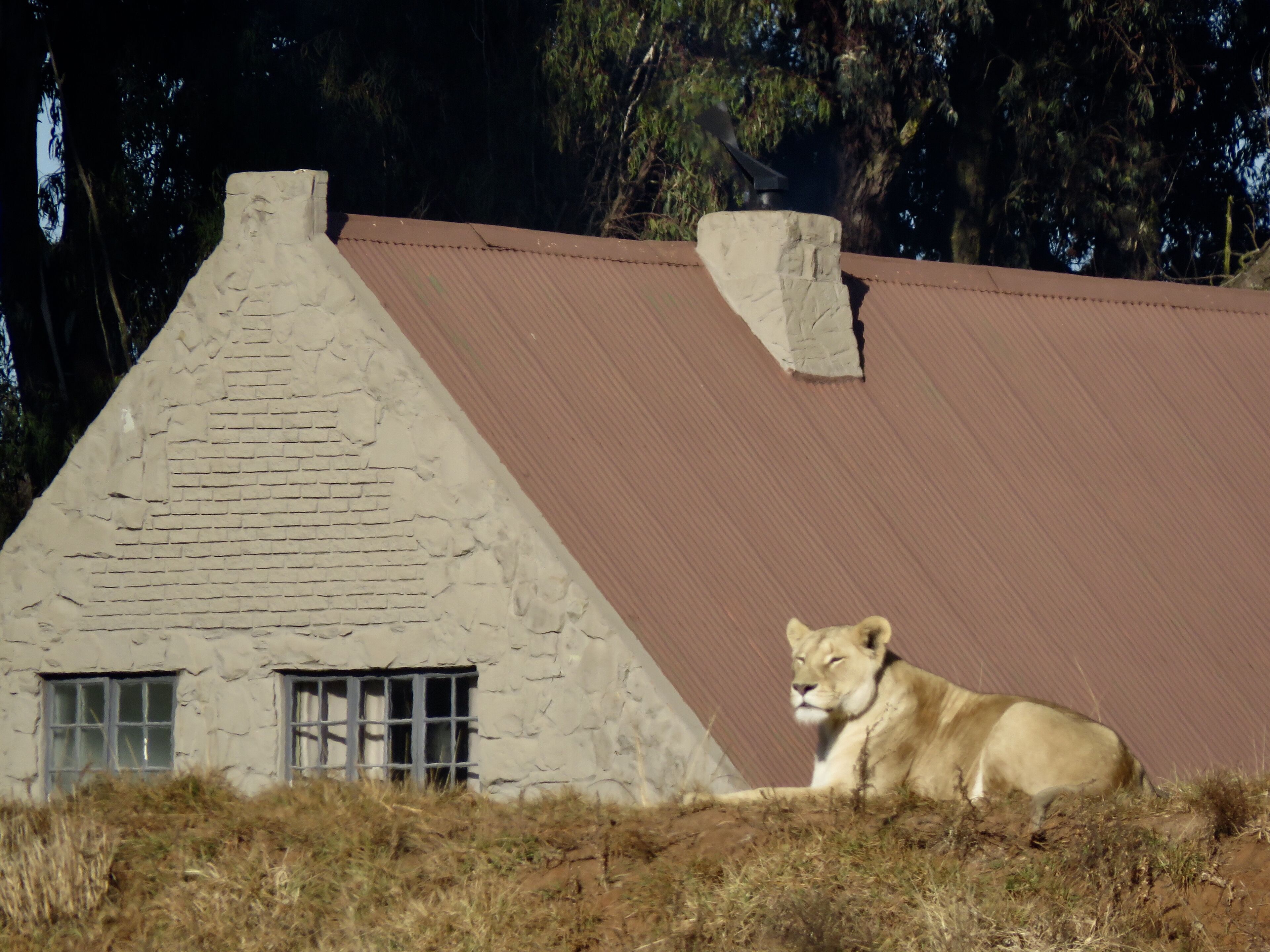Un lion se repose près d’un bâtiment en pierre doté d’un toit en pente.