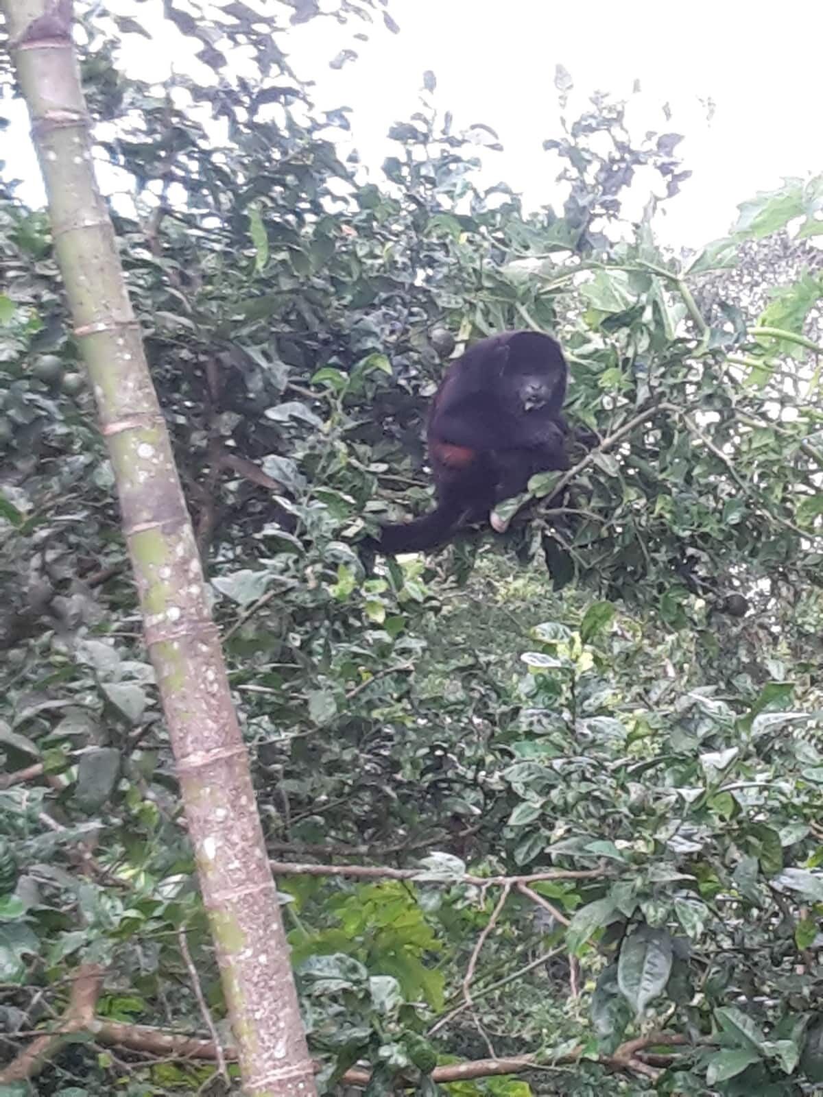 A monkey climbing a tree in a dense forest.