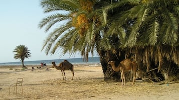 Vlak bij het strand