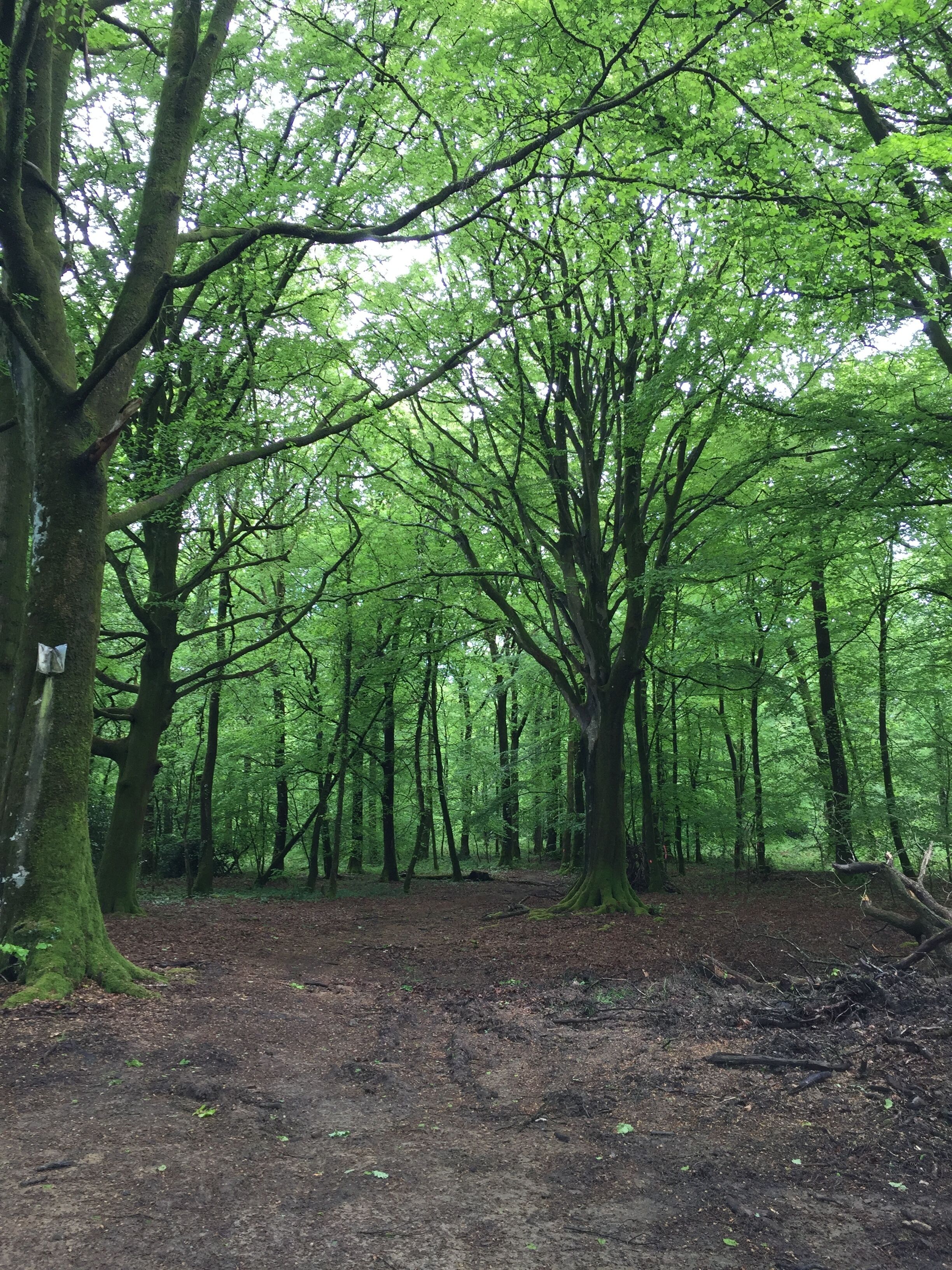 A forest with tall trees and a dirt path.