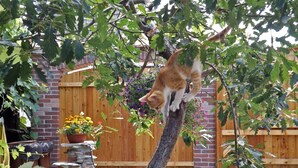 A cat perched on a tree branch in a garden area with a brick wall, wooden fence, and potted plants. - • CASA ZOLLO II • cosy studio apartment in a quaint Carpathian village, Sibiu (Sibiu)